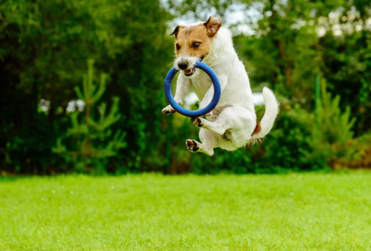 Enrichment for Dogs: What is it and why do they need it?
