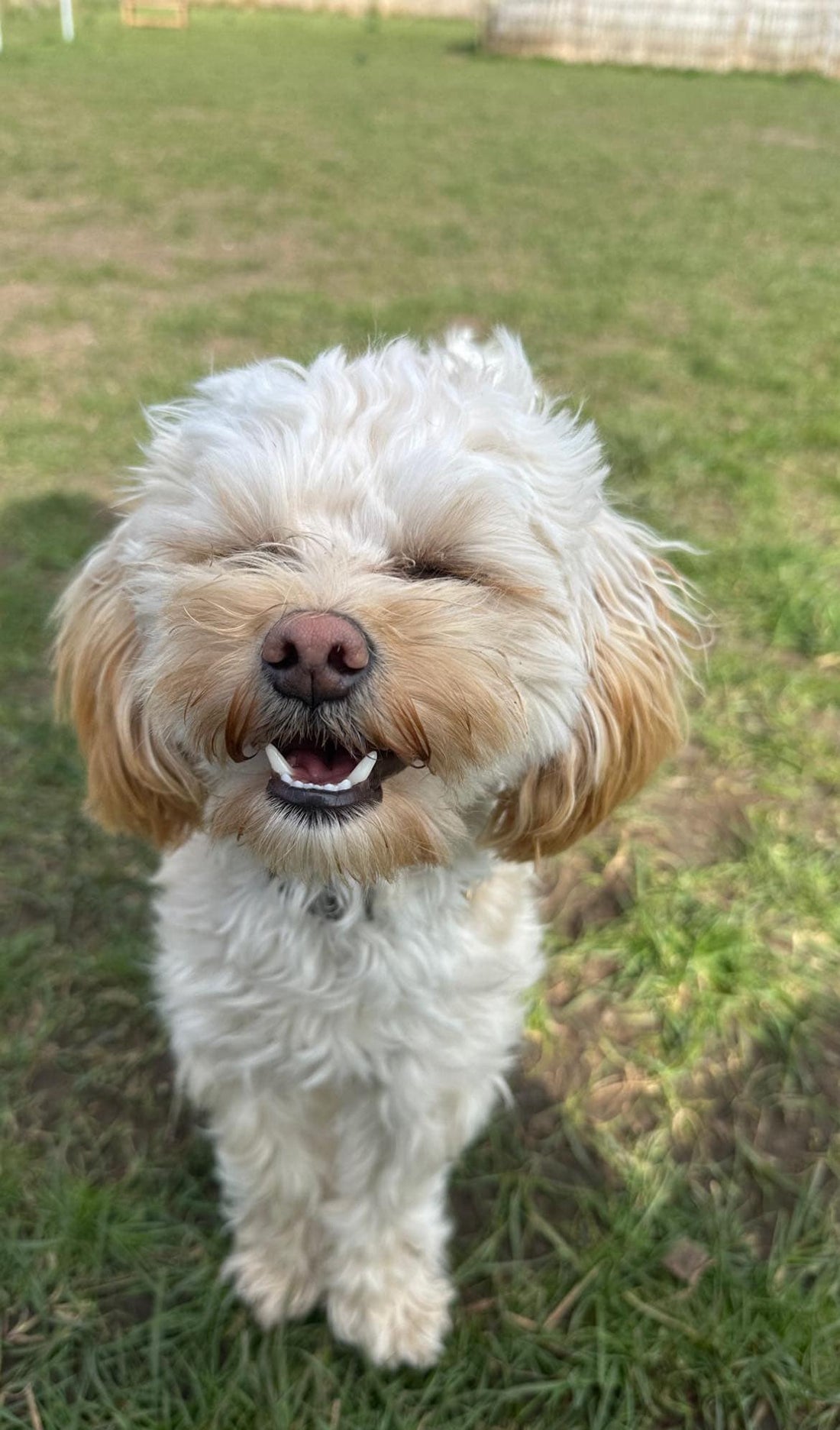 How do you know if your dog is happy?