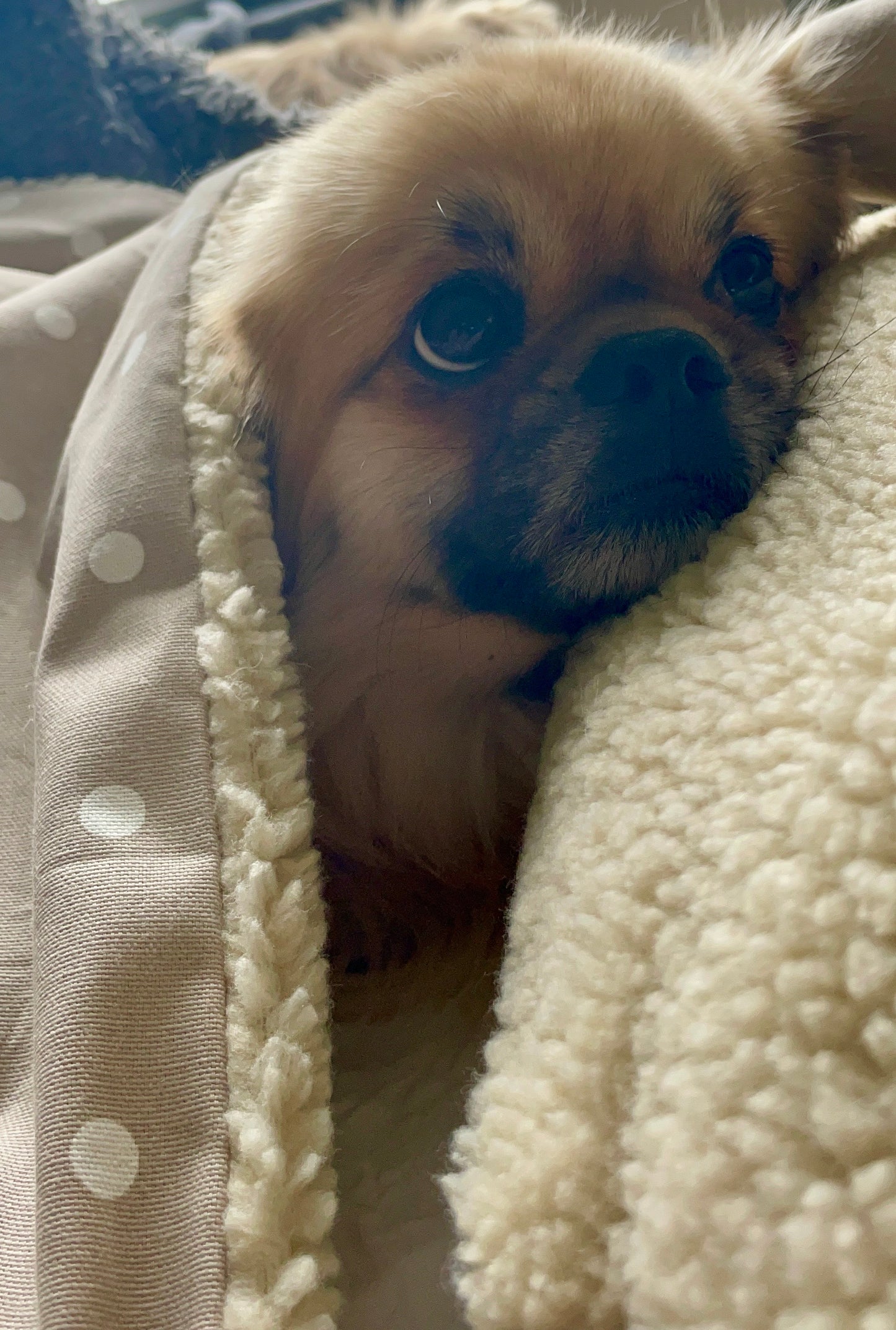 New Puppy Gift Pack: Blanket, Pillow, Toy Bone and Milestone cards - Taupe Spotty