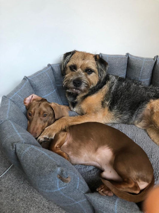 How to choose the right dog bed!