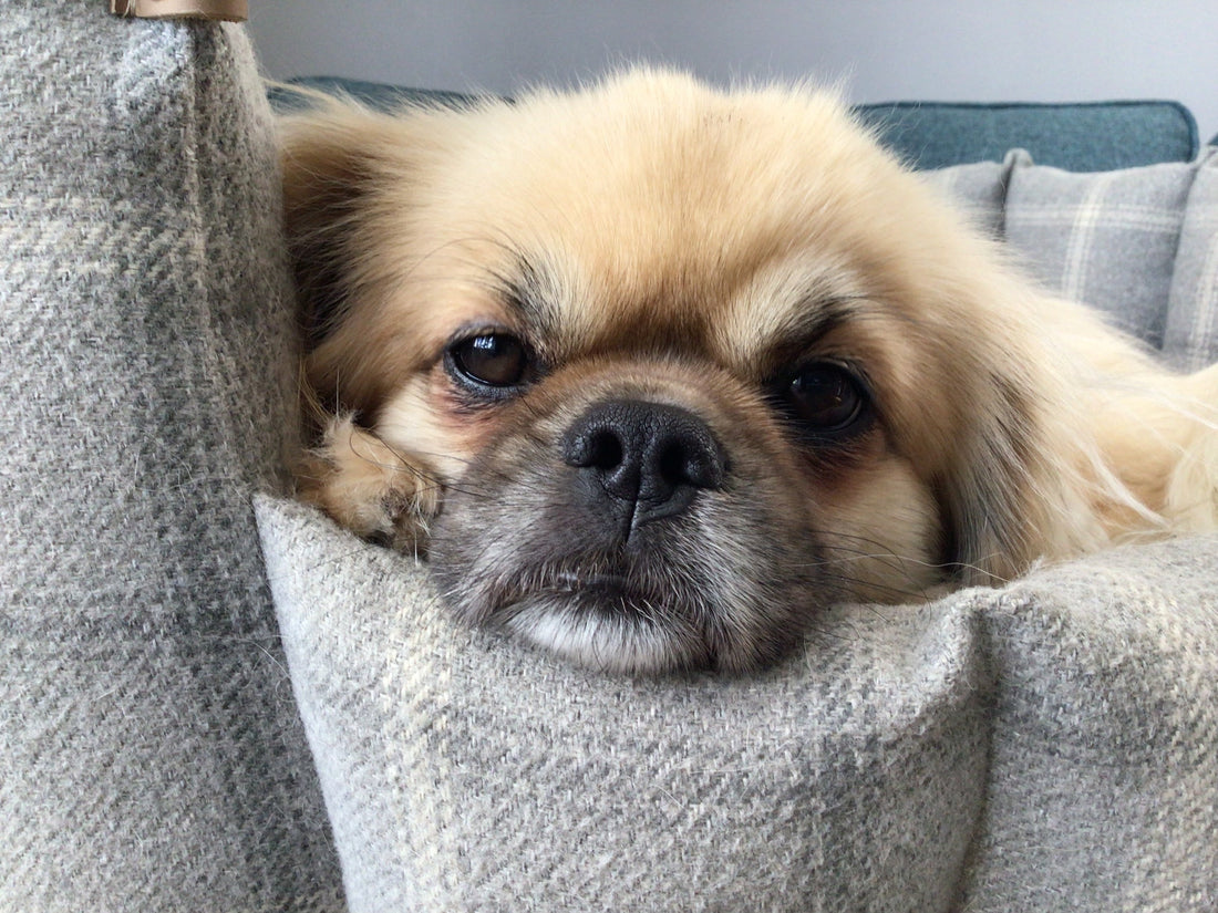 Choosing the Perfect Dog Bed