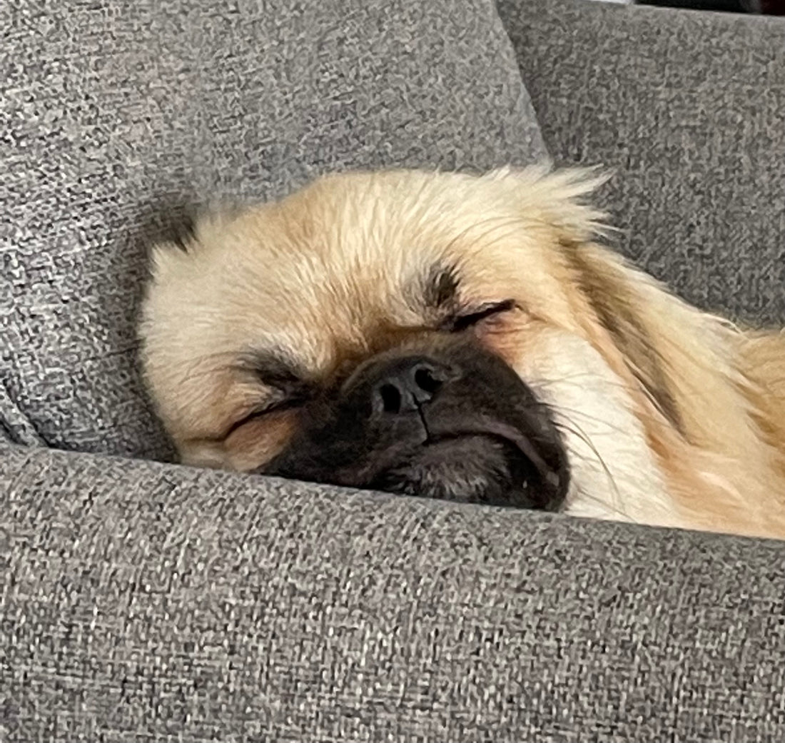 How do you know if your dog is happy?