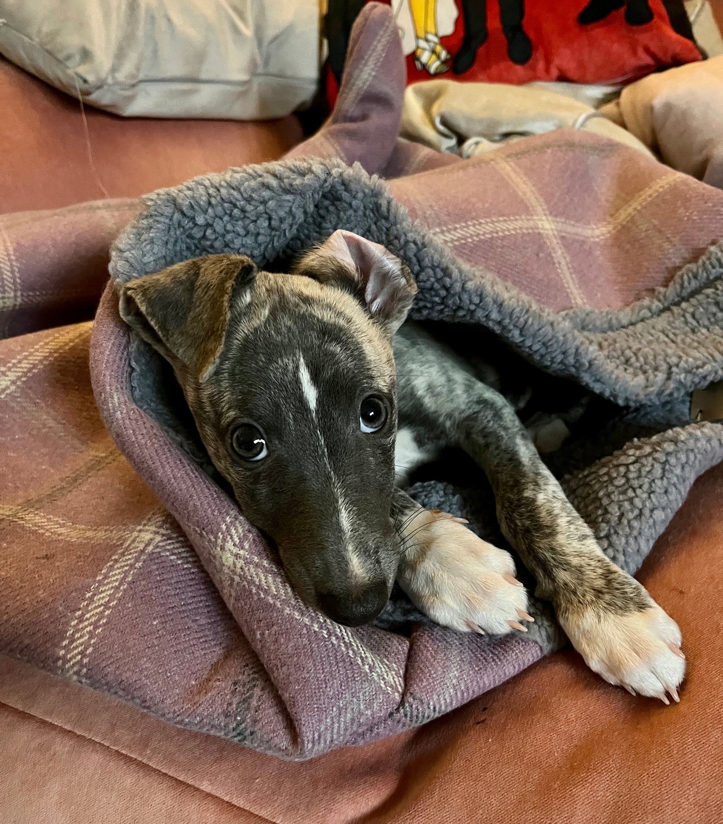 Luxury Dog Snuggle Sack/Sleeping Bag