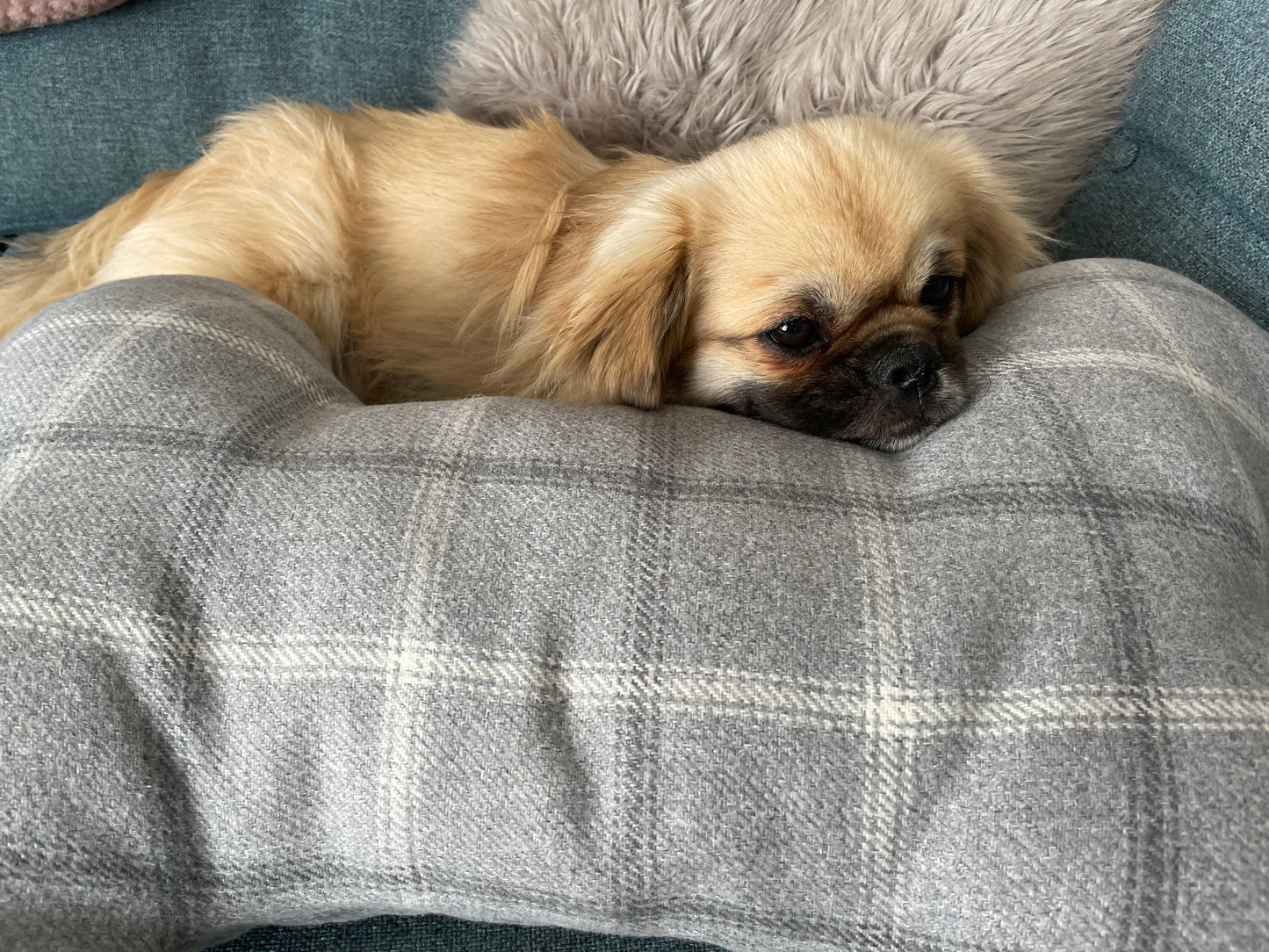 Large Bone, Dog Snuggle Cushion