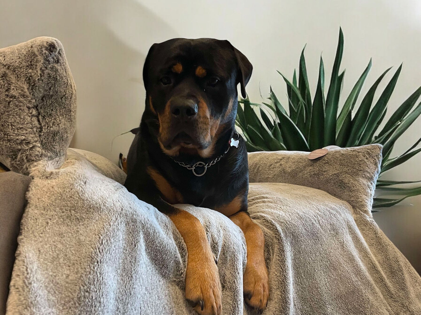 Dog/cat/pet Sofa Bed/sofa protector
