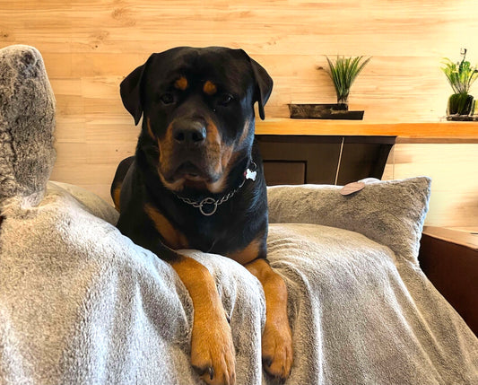Dog/cat/pet Sofa Bed/sofa protector
